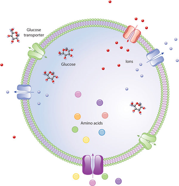 Exesomes and Stem Cells